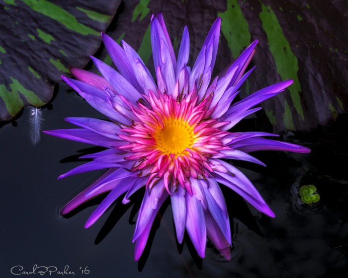 Waterlily With Feather