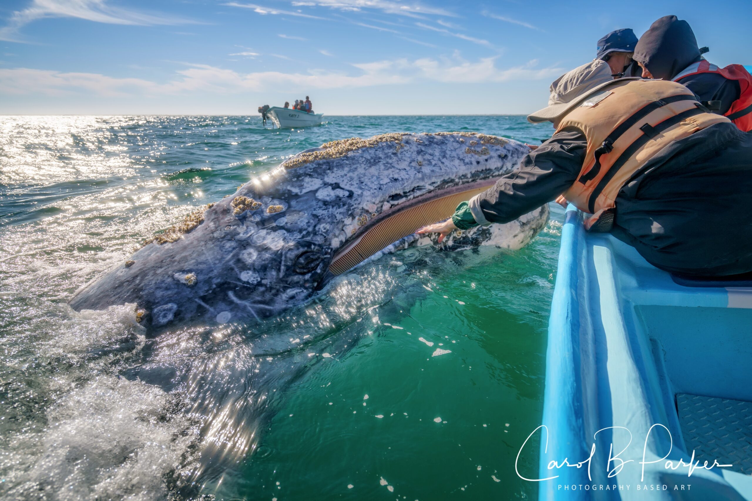 The Friendlies – The Gray Whales of San Ignacio Lagoon